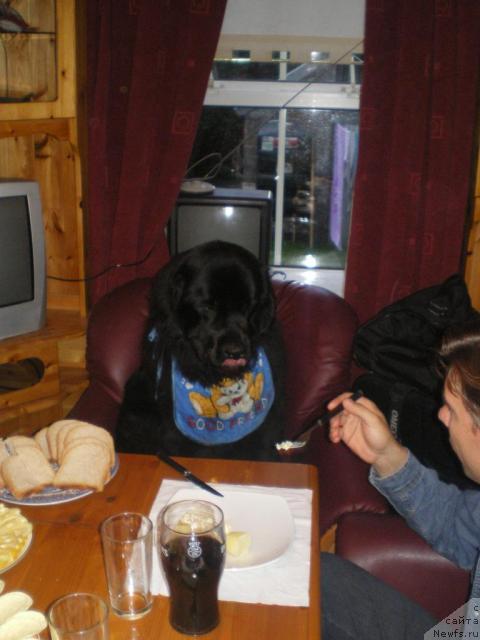 Фото: ньюфаундленд Cherrylodge First Noelle