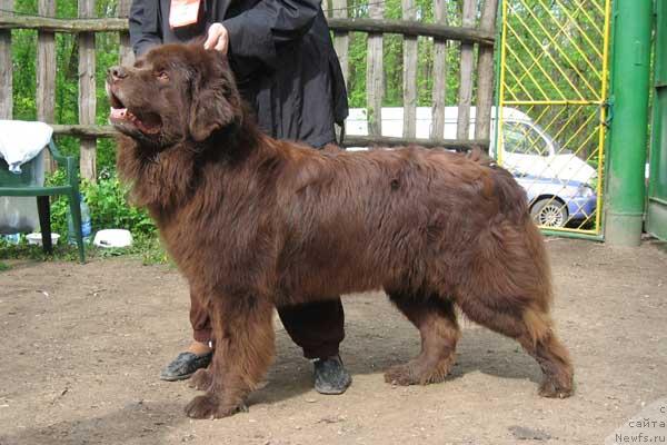 Фото: ньюфаундленд Юджин с Берега Дона