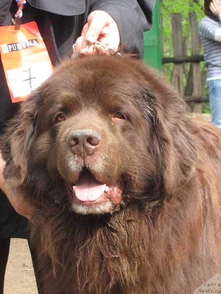 Фото: ньюфаундленд Юджин с Берега Дона