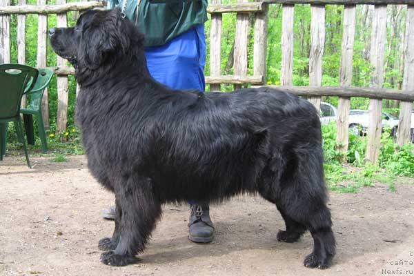 Фото: ньюфаундленд Камелия из Южного Города