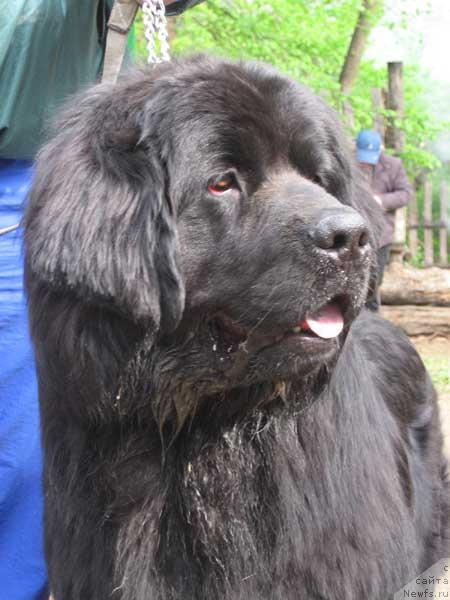 Фото: ньюфаундленд Камелия из Южного Города