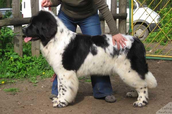 Фото: ньюфаундленд Плюшевая Панда Дениза для Берега Дона (Plushevaya Panda Deniza Dlja  Berega Dona)