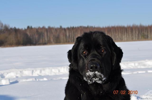 Фото: ньюфаундленд Классика Шик