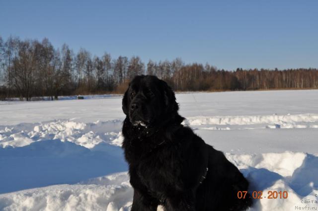 Фото: ньюфаундленд Классика Шик