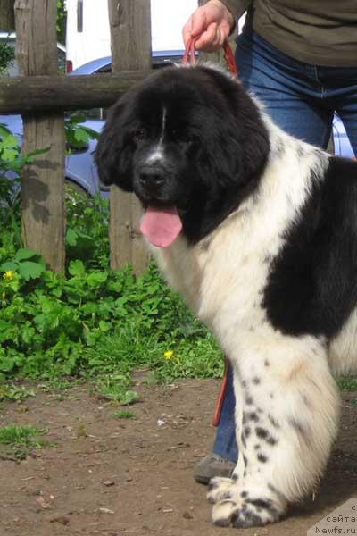 Фото: ньюфаундленд Плюшевая Панда Дениза для Берега Дона (Plushevaya Panda Deniza Dlja  Berega Dona)