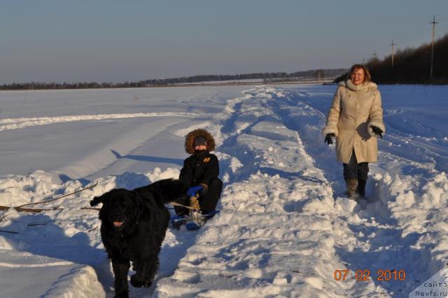 Фото: ньюфаундленд Классика Шик