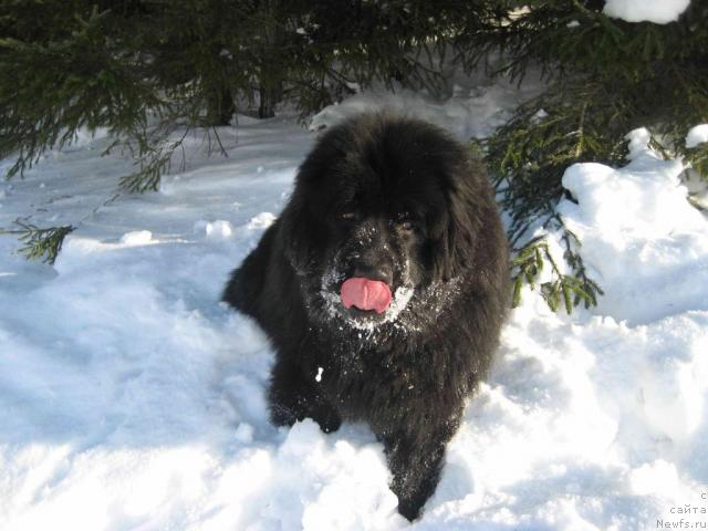 Фото: ньюфаундленд Ньюфорт Лунный Бархат