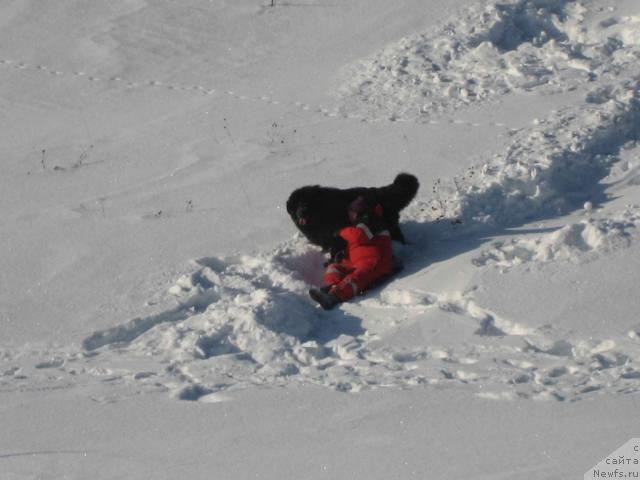 Фото: ньюфаундленд Ньюфорт Лунный Бархат