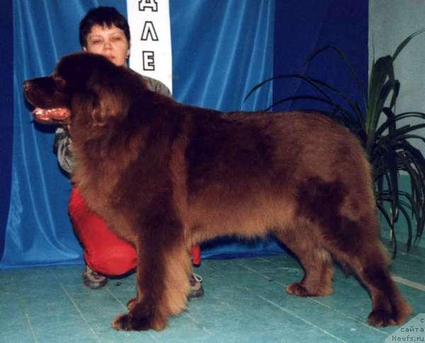 Фото: ньюфаундленд Бина (Bina)