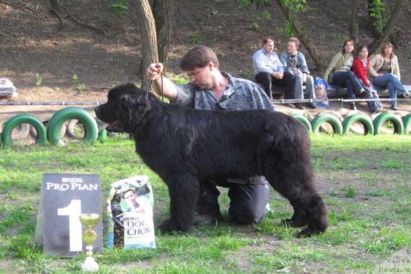 Фото: ньюфаундленд Живая Изгородь с Берега Дона (Zhivaya Izgorod s Berega Dona)