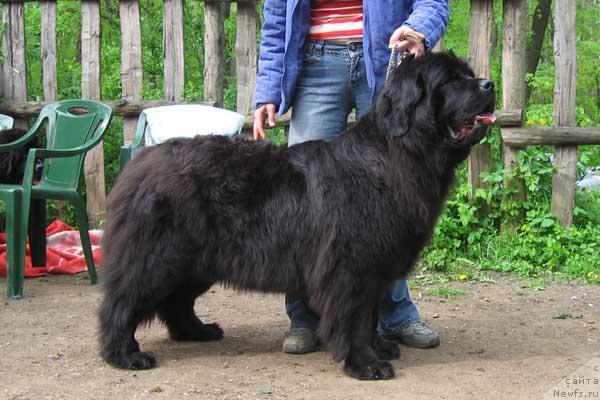 Фото: ньюфаундленд Кэннон Спейс Оданелла