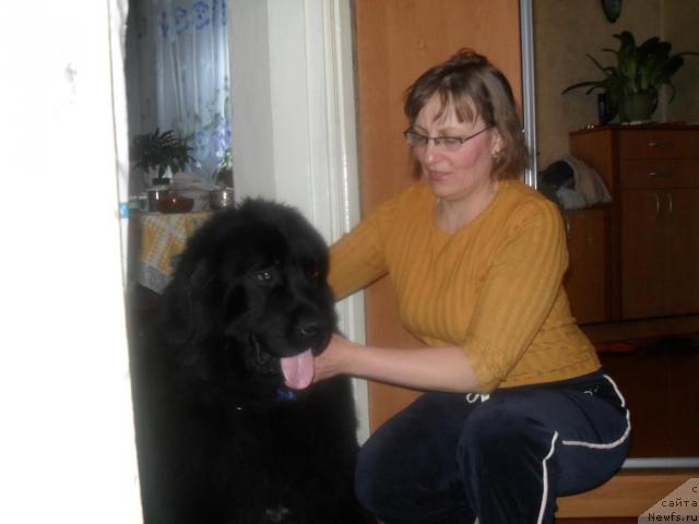 Фото: ньюфаундленд Лондонский Денди