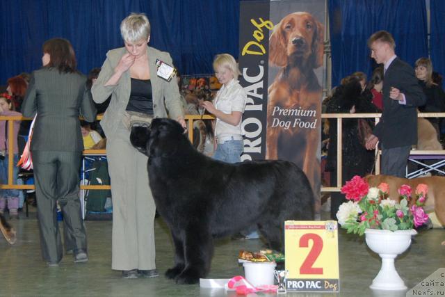 Фото: ньюфаундленд Giacomo vom Darius Land, Нина Базулина
