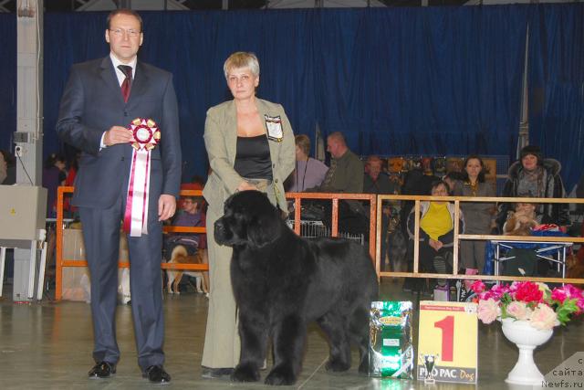 Фото: ньюфаундленд Giacomo vom Darius Land, Нина Базулина