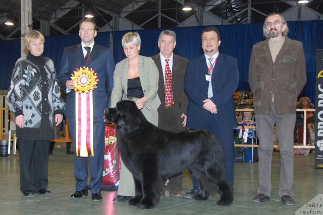 Фото: ньюфаундленд Giacomo vom Darius Land, Нина Базулина