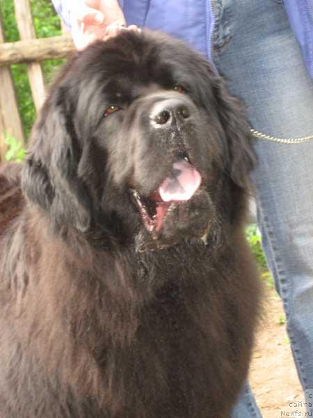 Фото: ньюфаундленд Кэннон Спейс Оданелла