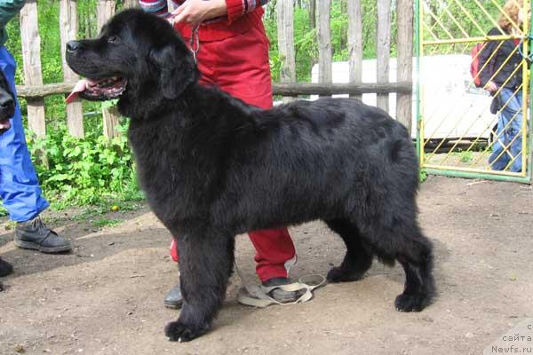 Фото: ньюфаундленд Барыня с Берега Дона