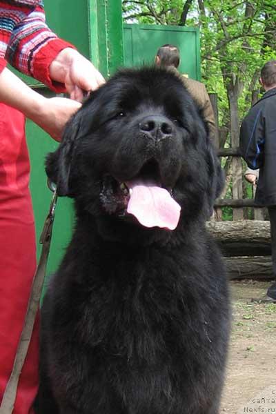 Фото: ньюфаундленд Барыня с Берега Дона