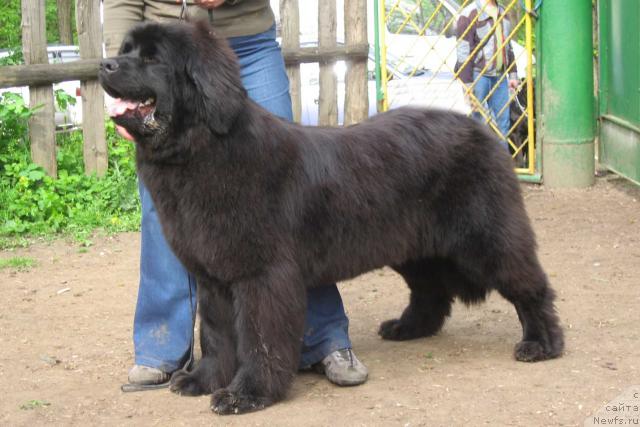 Фото: ньюфаундленд Жемчужина Ростова с Берега Дона (Zhemchuzhina Rostova s Berega Dona)