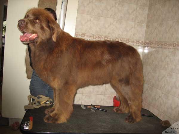 Фото: ньюфаундленд Юмба с Берега Дона