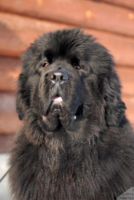 Фото: ньюфаундленд Beginning With Glory iz Volotova