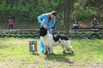 Фото: ньюфаундленд Супер Бизон Арго (Super Bizon Argo)