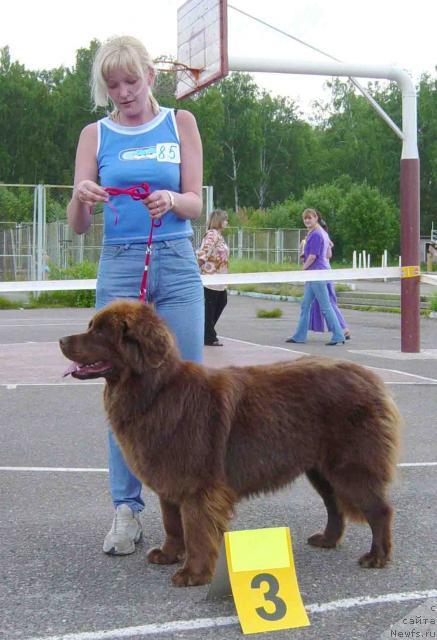 Фото: ньюфаундленд Ассоль от Сибирского Медведя