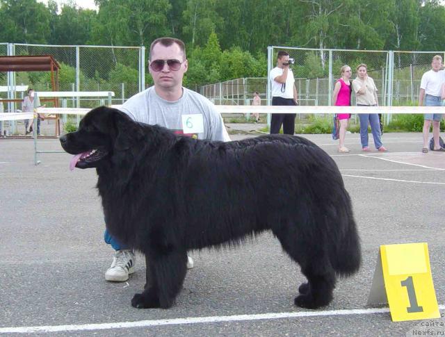 Фото: ньюфаундленд Викинг из Тихого Омута