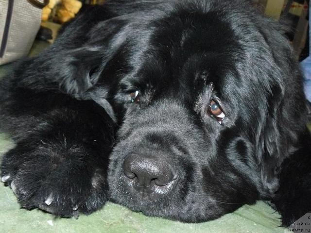 Фото: ньюфаундленд Пчёлкин Дом Вениамин (Pchiolkin Dom Veniamin)