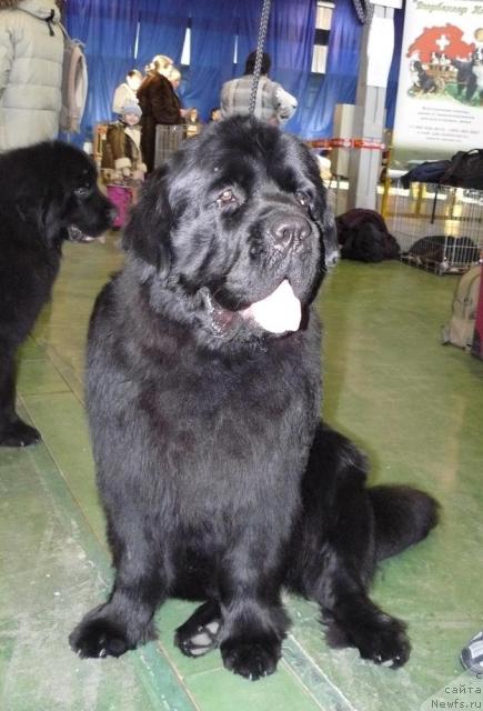 Фото: ньюфаундленд Пчёлкин Дом Вениамин (Pchiolkin Dom Veniamin)