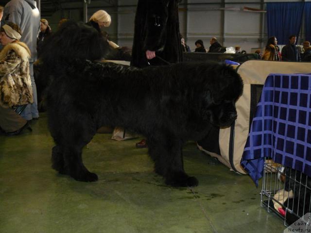 Фото: ньюфаундленд Пчёлкин Дом Вениамин (Pchiolkin Dom Veniamin)