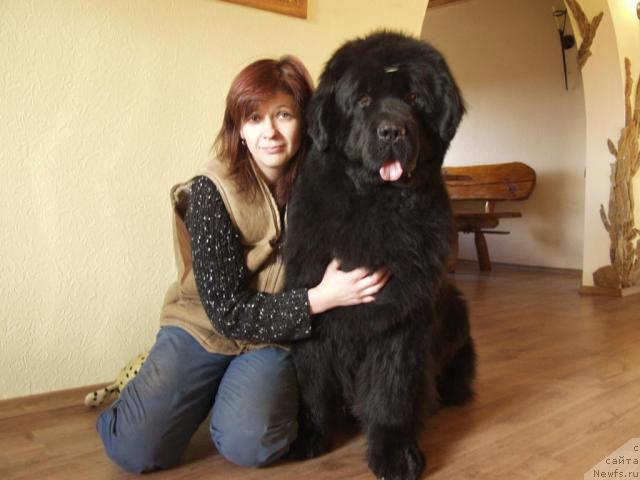 Фото: ньюфаундленд Волат Вялiкi Мядзведзь (Volat Vialiki Miadzvedz), Оксана Мазур