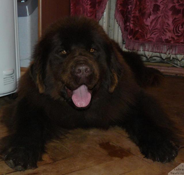 Фото: ньюфаундленд Марица с Берега Дона для Пчёлкиного Дома (Maritsa s Berega Dona for Pchiolkin Dom)