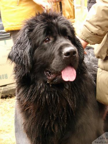Фото: ньюфаундленд Таффи Милая Бестия