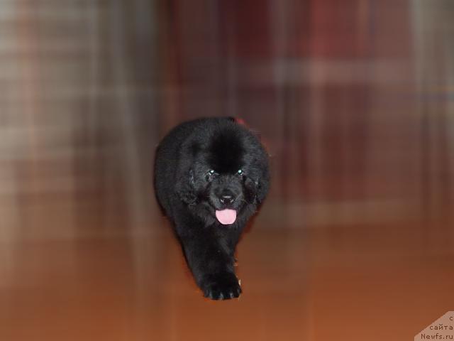 Фото: ньюфаундленд Арийка Душистая Фиалка