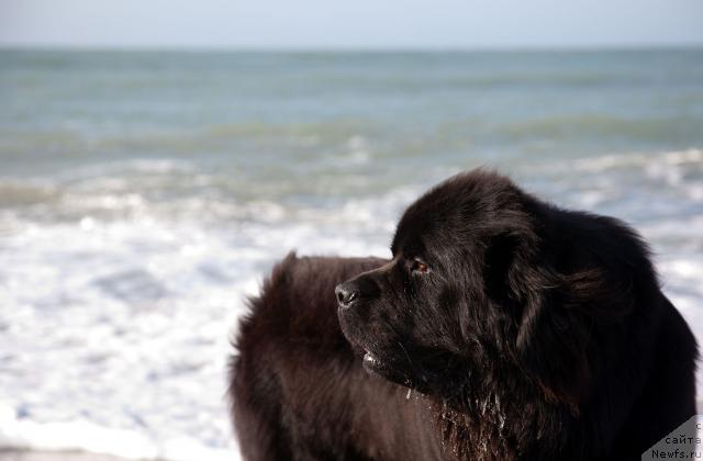 Фото: ньюфаундленд Потап Фидель