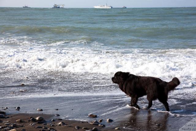 Фото: ньюфаундленд Потап Фидель