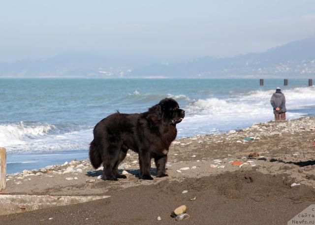Фото: ньюфаундленд Потап Фидель