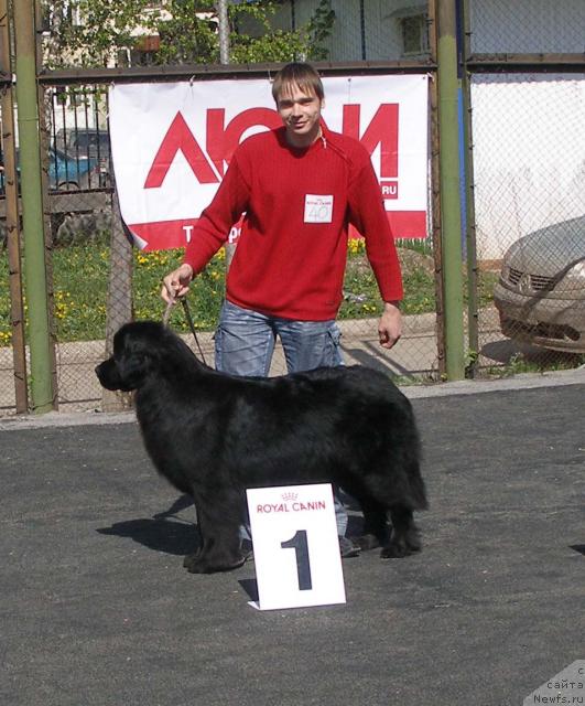 Фото: ньюфаундленд Лесная Сказка Роза Черная, Максим Канунников