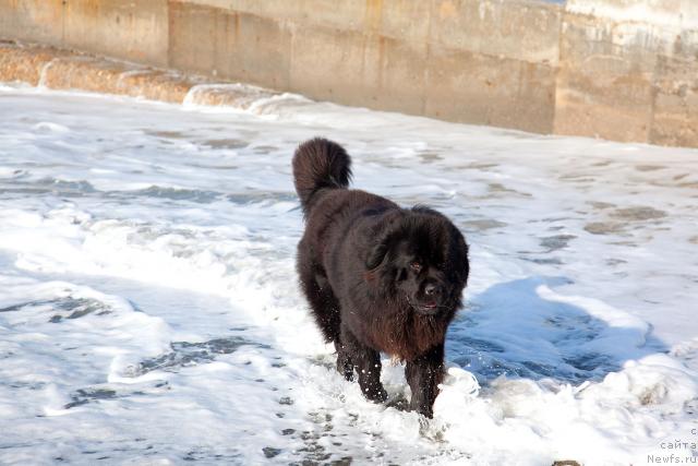 Фото: ньюфаундленд Потап Фидель