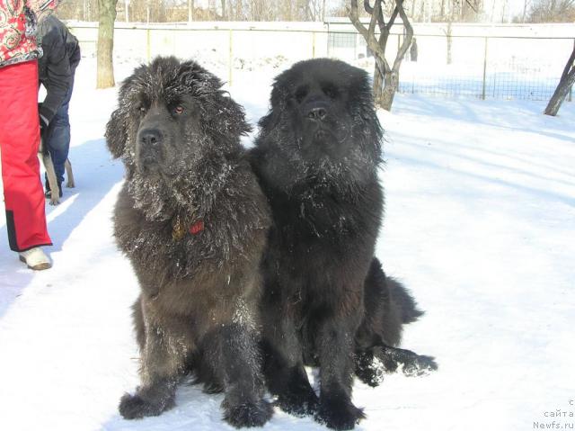 Фото: ньюфаундленд Дюрбахлер Клаб Альфаретта Виньетта, ньюфаундленд Дюрбахлер Клаб Аль Почино