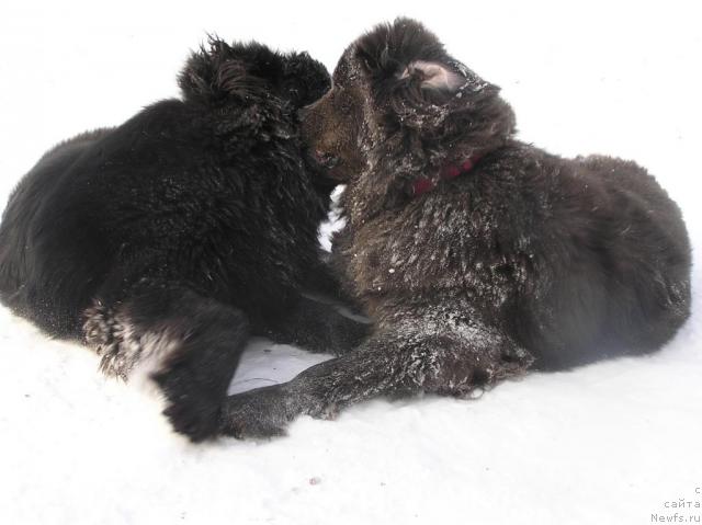 Фото: ньюфаундленд Дюрбахлер Клаб Альфаретта Виньетта, ньюфаундленд Дюрбахлер Клаб Аль Почино