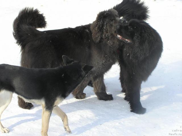 Фото: ньюфаундленд Дюрбахлер Клаб Альфаретта Виньетта, ньюфаундленд Дюрбахлер Клаб Аль Почино