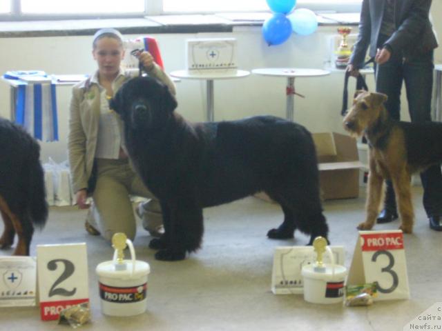 Фото: ньюфаундленд Акватория Келвин Голден Спирит (Aquatoriya Kelvin Golden Spirit), Мария Шатилова