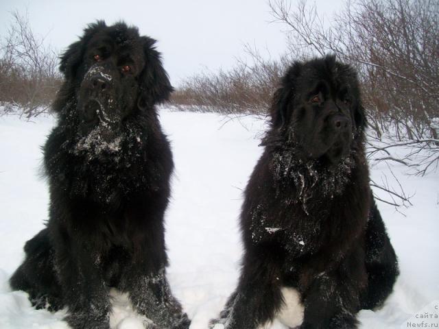 Фото: ньюфаундленд Глория Гранд Блек, ньюфаундленд Fortuna of Giant's Island