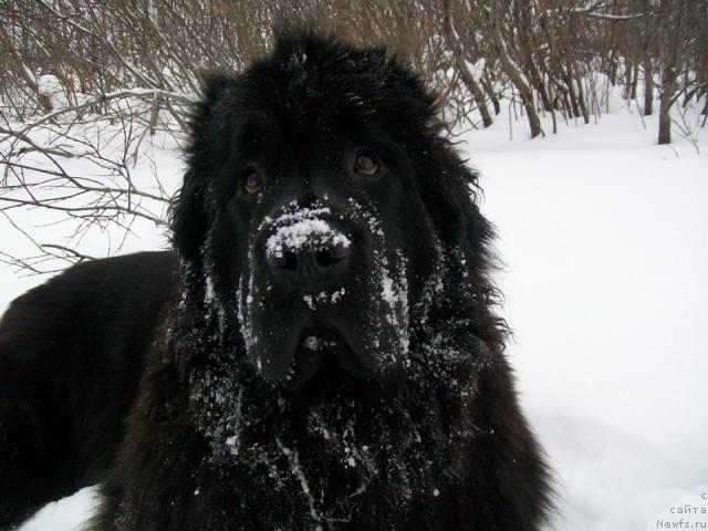 Фото: ньюфаундленд Fortuna of Giant's Island