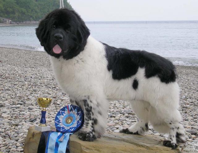 Фото: ньюфаундленд Супер Бизон Арго (Super Bizon Argo)