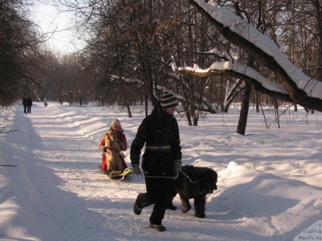 Фото: ньюфаундленд Дюрбахлер Клаб Альфаретта Виньетта, Настя, Анна Петрушкина, Лиса