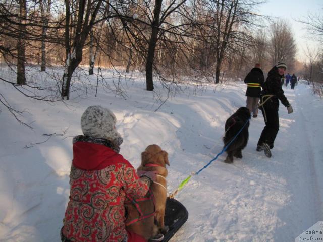 Фото: ньюфаундленд Дюрбахлер Клаб Альфаретта Виньетта, Настя, Анна Петрушкина, Лиса