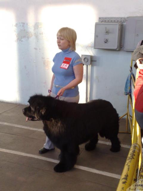 Фото: ньюфаундленд King of Helluland Good Friend, Елена Горбунова